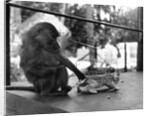Baboon Pulls a Kitten's Tail by Anonymous