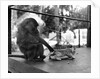 Baboon Pulls a Kitten's Tail by Anonymous