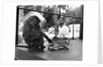 Baboon Pulls a Kitten's Tail by Anonymous