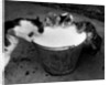 Kittens Slurping from a Pail of Milk by Anonymous
