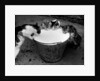 Kittens Slurping from a Pail of Milk by Anonymous