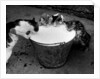 Kittens Slurping from a Pail of Milk by Anonymous