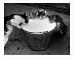Kittens Slurping from a Pail of Milk by Anonymous