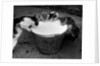 Kittens Slurping from a Pail of Milk by Anonymous