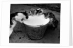 Kittens Slurping from a Pail of Milk by Anonymous