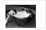Kittens Slurping from a Pail of Milk by Anonymous