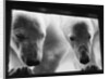 Young Polar Bears at Pool Window by Anonymous
