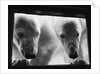 Young Polar Bears at Pool Window by Anonymous