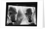 Young Polar Bears at Pool Window by Anonymous