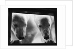 Young Polar Bears at Pool Window by Anonymous