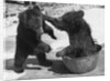 Russian Bear Cubs Come to Blows by Anonymous