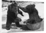 Russian Bear Cubs Come to Blows by Anonymous