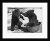 Russian Bear Cubs Come to Blows by Anonymous