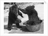 Russian Bear Cubs Come to Blows by Anonymous