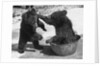 Russian Bear Cubs Come to Blows by Anonymous