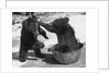 Russian Bear Cubs Come to Blows by Anonymous