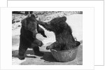 Russian Bear Cubs Come to Blows by Anonymous