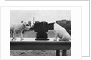 Puppies Play with Camera by Anonymous