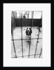 Beagle at Battersea Dog's Home by Anonymous