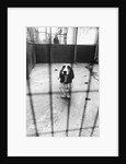 Beagle at Battersea Dog's Home by Anonymous