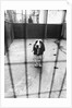 Beagle at Battersea Dog's Home by Anonymous