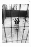Beagle at Battersea Dog's Home by Anonymous