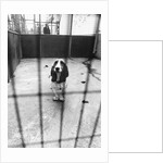 Beagle at Battersea Dog's Home by Anonymous