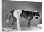 Dog With Bandaged Hind Leg by Anonymous