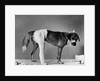 Dog With Bandaged Hind Leg by Anonymous