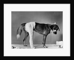 Dog With Bandaged Hind Leg by Anonymous