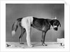 Dog With Bandaged Hind Leg by Anonymous