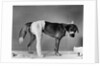 Dog With Bandaged Hind Leg by Anonymous