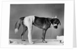 Dog With Bandaged Hind Leg by Anonymous