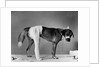 Dog With Bandaged Hind Leg by Anonymous
