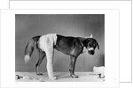 Dog With Bandaged Hind Leg by Anonymous