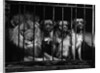 Lion With Boxers in a Cage by Anonymous