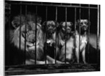 Lion With Boxers in a Cage by Anonymous