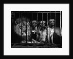 Lion With Boxers in a Cage by Anonymous