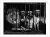 Lion With Boxers in a Cage by Anonymous