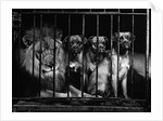 Lion With Boxers in a Cage by Anonymous