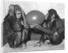 Chimpanzee Inflates a Balloon by Anonymous