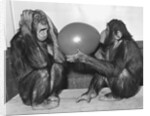 Chimpanzee Inflates a Balloon by Anonymous