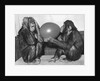 Chimpanzee Inflates a Balloon by Anonymous