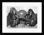Chimpanzee Inflates a Balloon by Anonymous