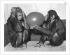 Chimpanzee Inflates a Balloon by Anonymous