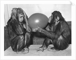Chimpanzee Inflates a Balloon by Anonymous