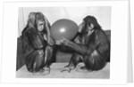 Chimpanzee Inflates a Balloon by Anonymous