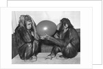 Chimpanzee Inflates a Balloon by Anonymous