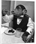 Chimpanzee Dining at a Table by Anonymous