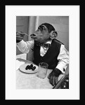 Chimpanzee Dining at a Table by Anonymous